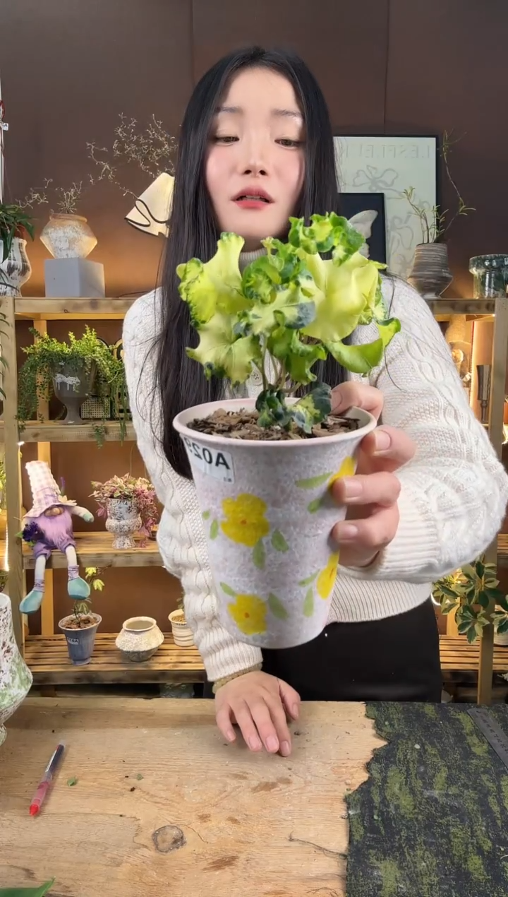 无花朵月光灯加盆一套029