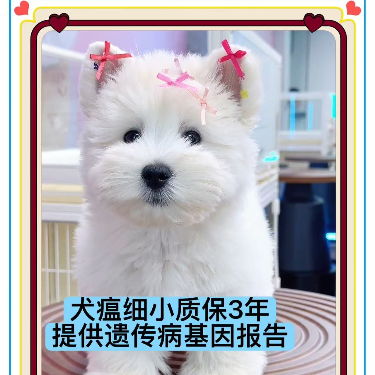 雪姐-甜美可爱西高地狗狗