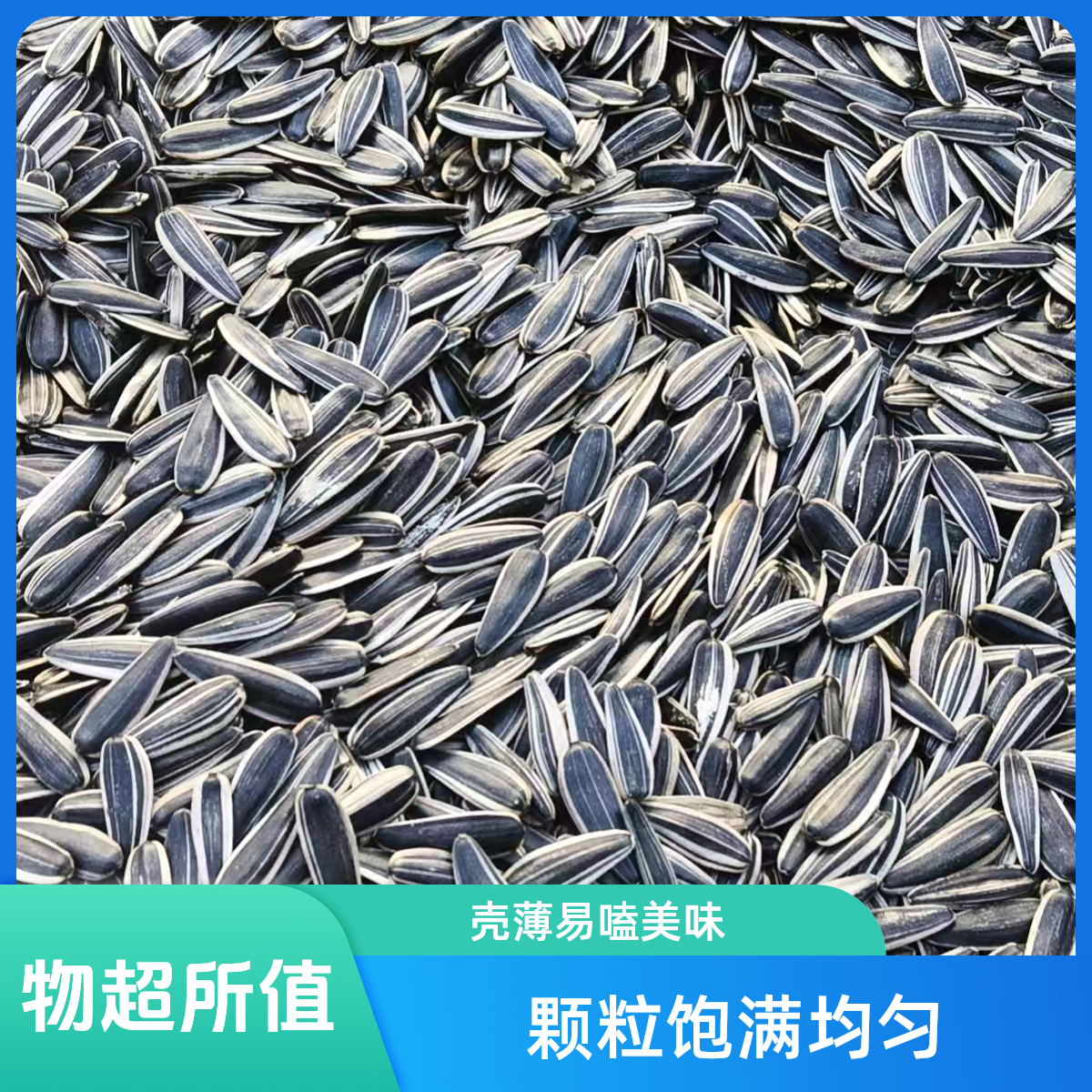 2025年新产的葵花籽
