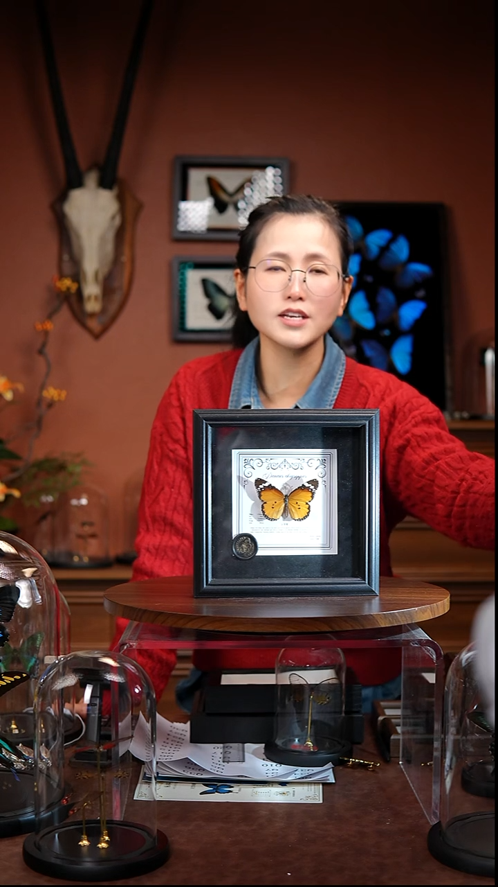 金斑蝶    方框  常规