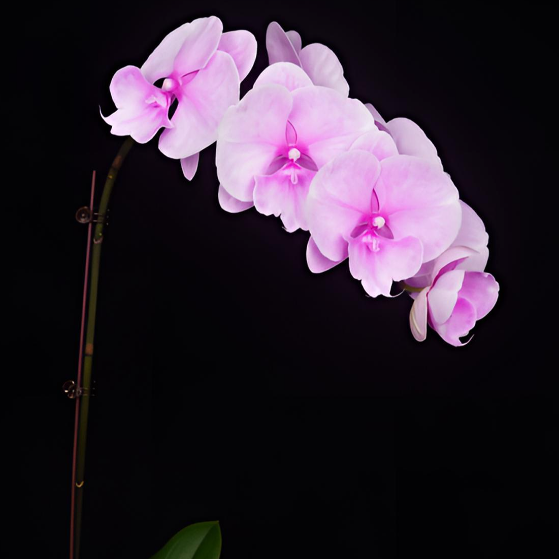 悠花里蝴蝶兰3.0寸特级【迷雾】全花开花株发货