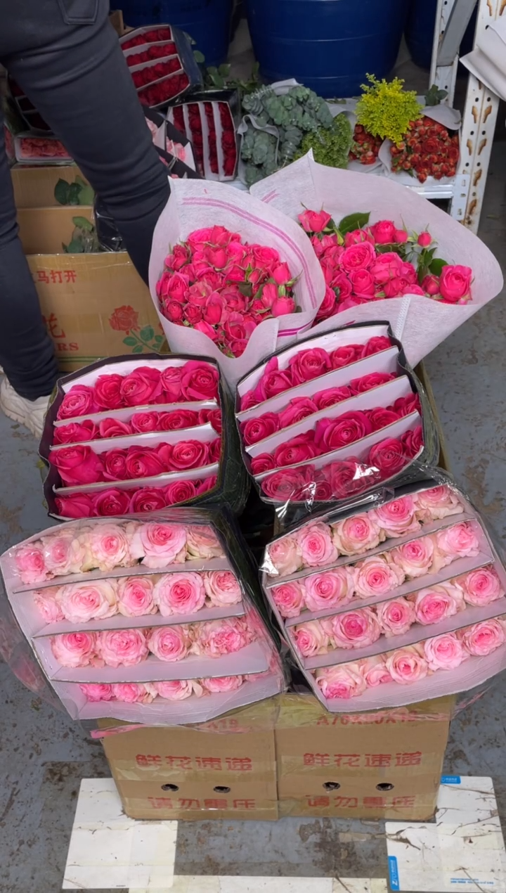 洛神20枝+佛洛依德20枝+苏菲10枝