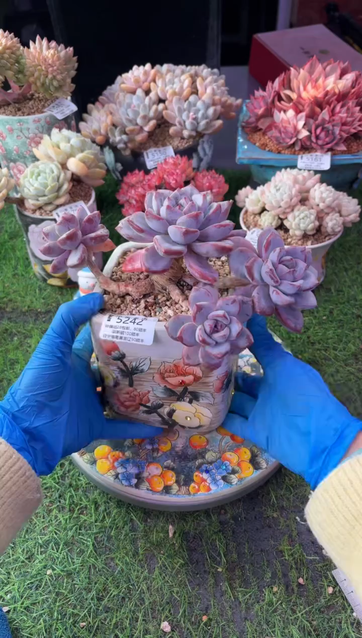 昆明印象多肉5242