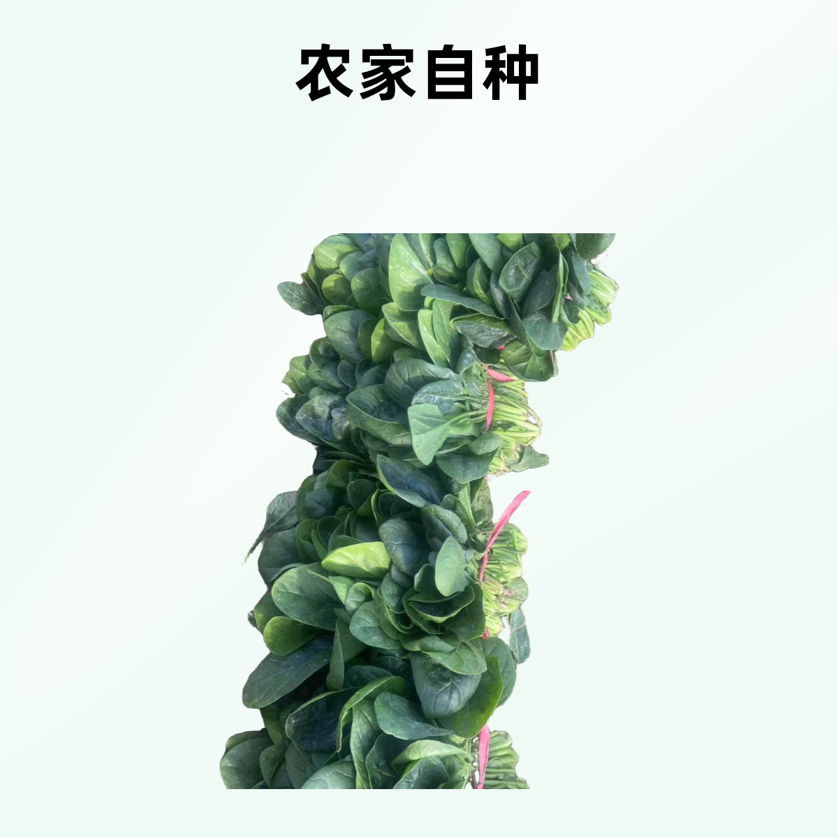 【新鲜采摘】现挖现发农家自种菠菜