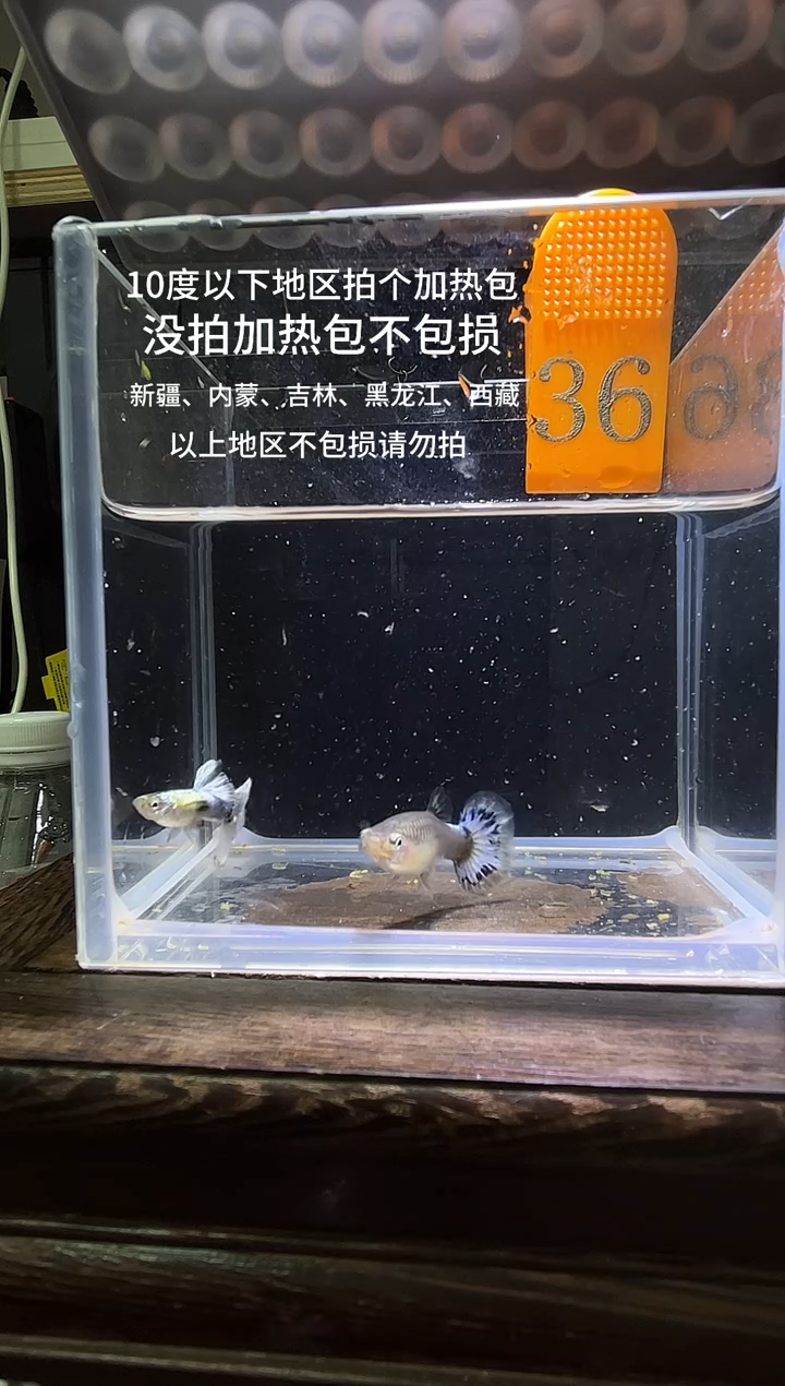 孔雀鱼白金白尾象耳36