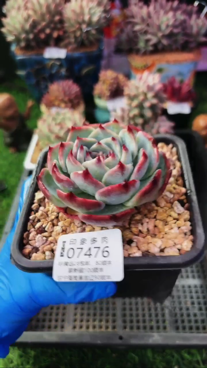 昆明印象多肉07476