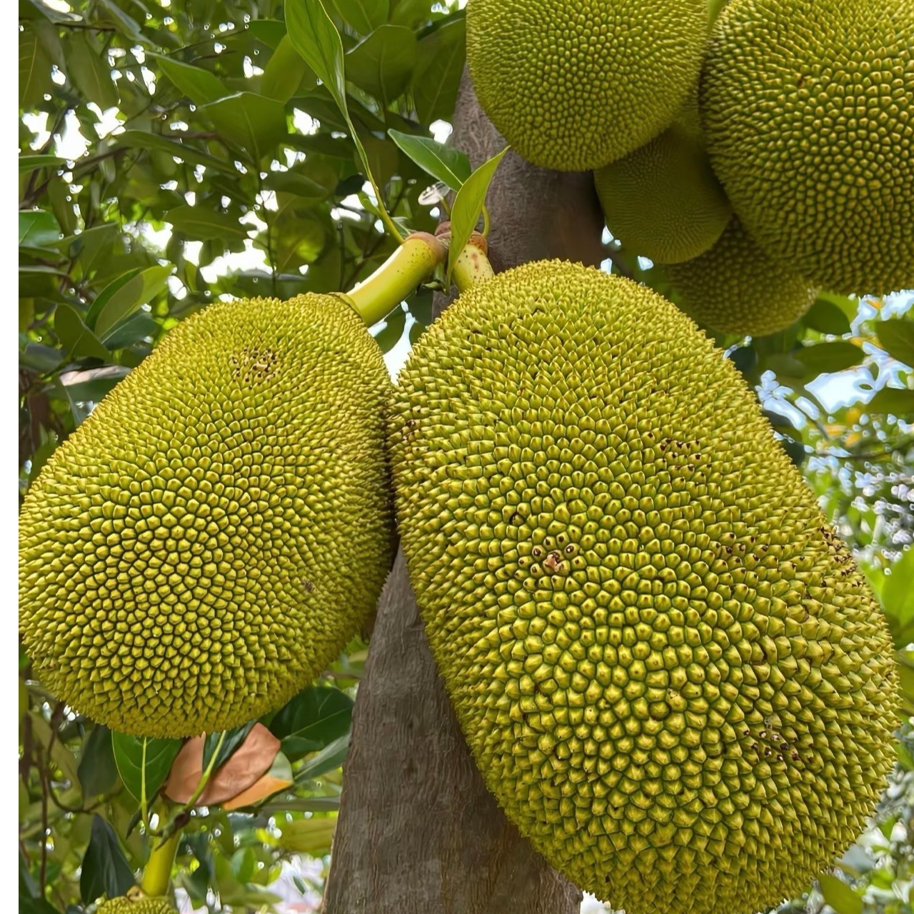 越南老树红肉菠萝蜜10-12斤整个发货黄肉菠萝蜜黄肉菠萝蜜吉林省