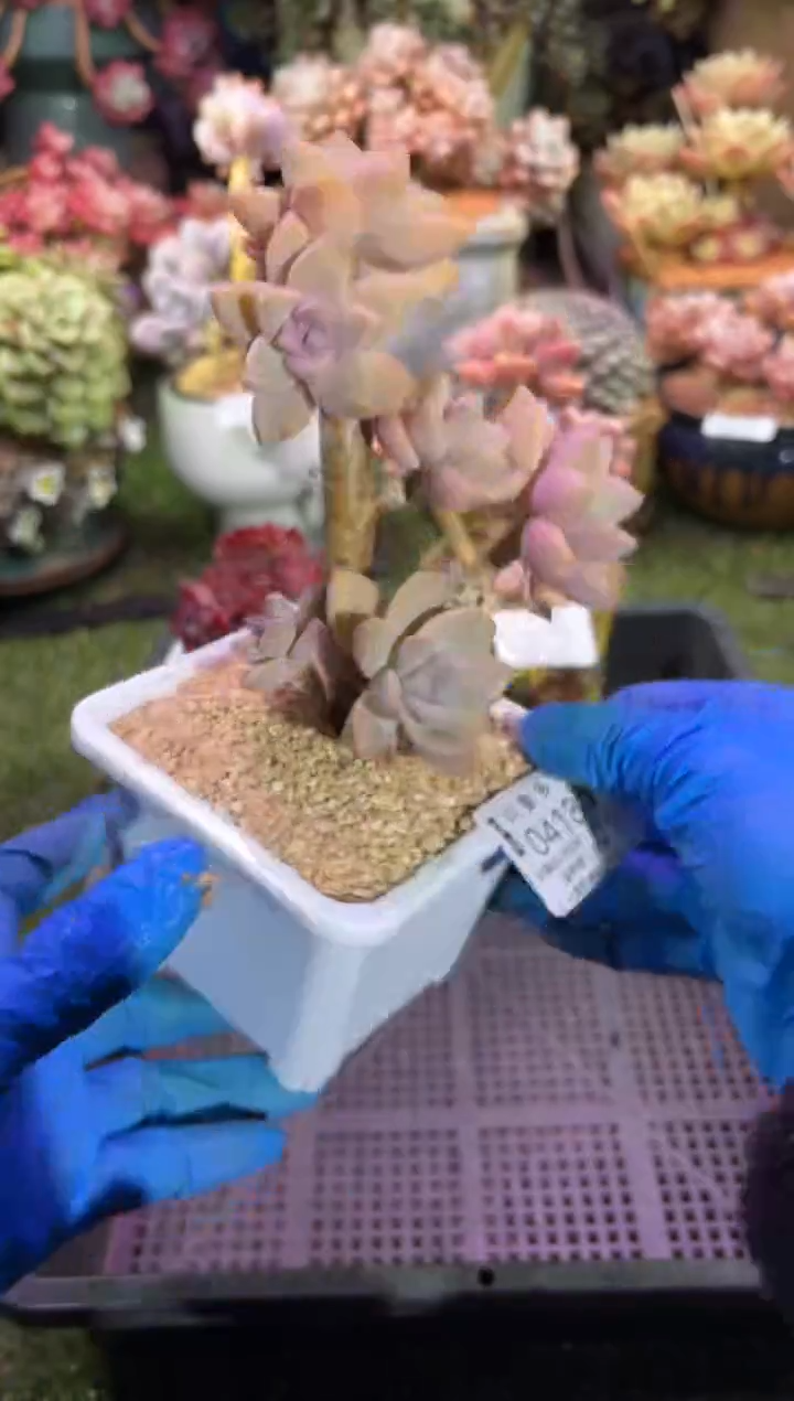 【闪购商品】04180