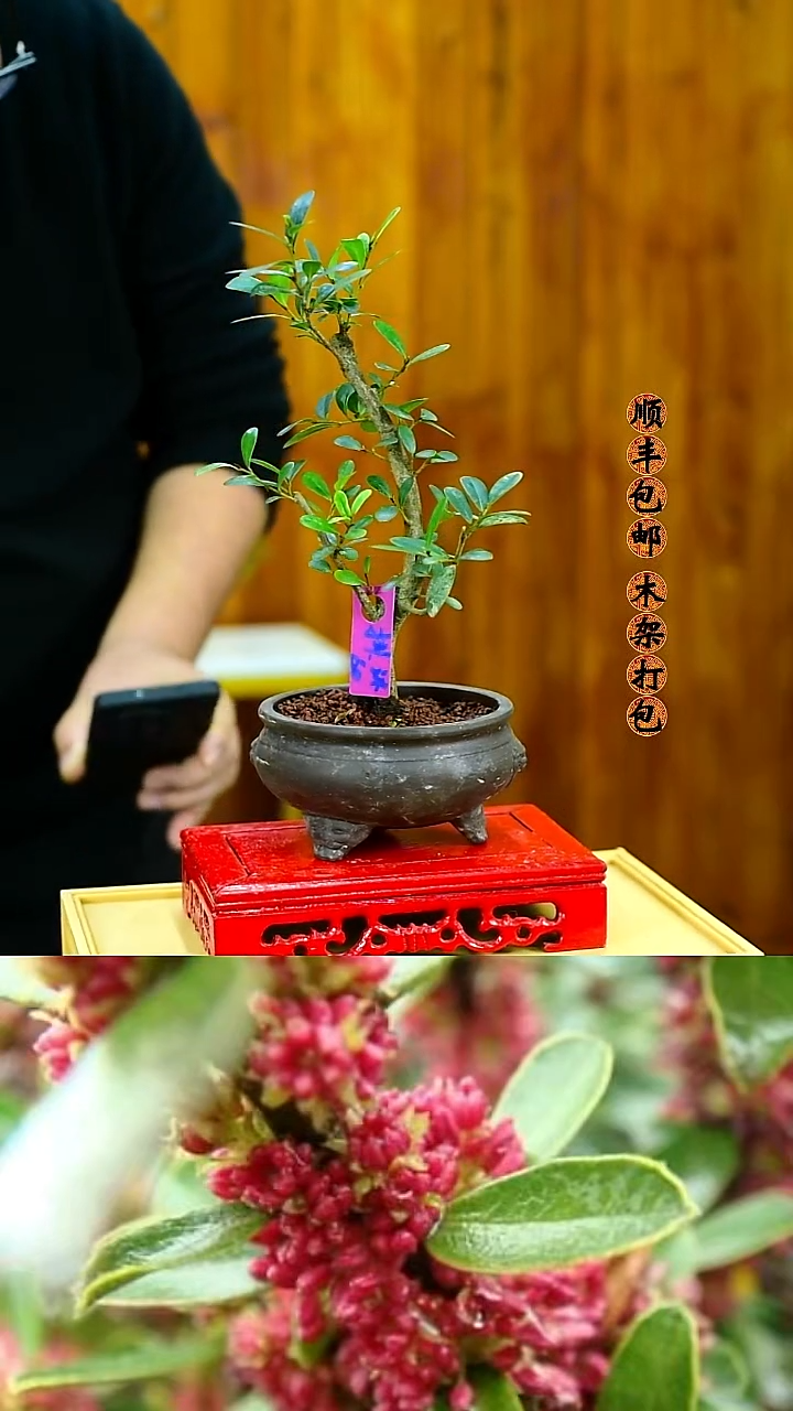 沐**行 福建闽江雀舌皱皮黄杨