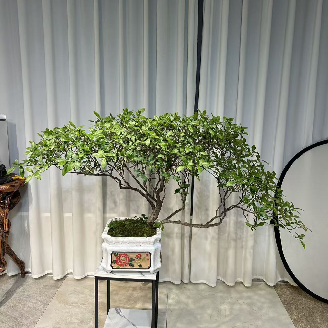 海岛栀子花意境款老桩栀子花老桩