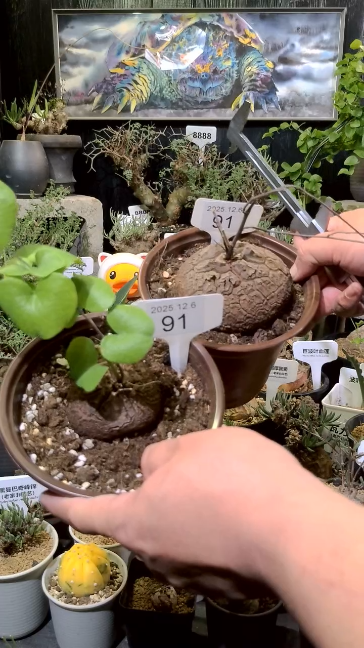 91号1206福利植物南非龟甲龙买一送一