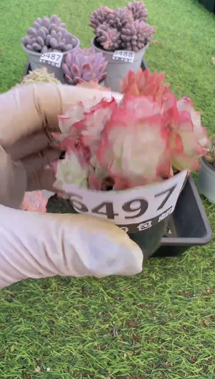 【闪购商品】信福多肉一物一拍