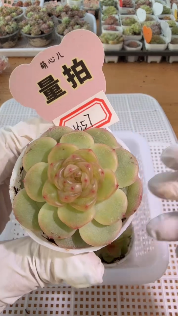 1657圆杯1盆 单双混 量拍混发