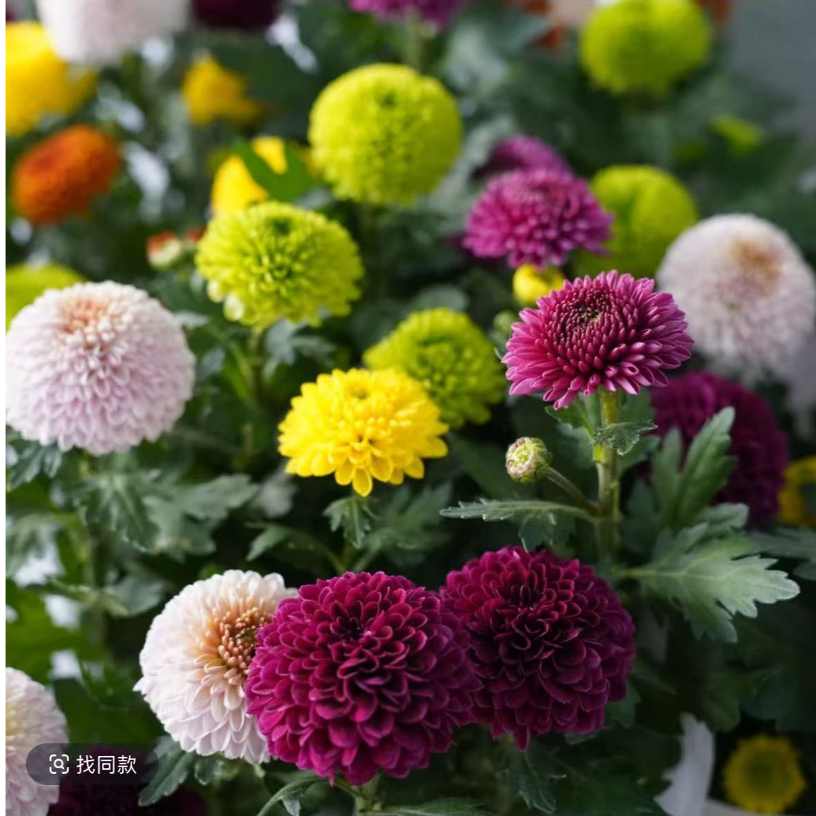 多色乒乓菊  多色菊花盆栽新手易养护多年生耐低温耐晒多季节开花