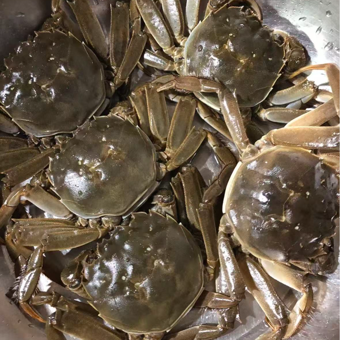 【活蟹】鲜活江苏兴化大闸蟹全母蟹（2两左右）/8只装/800g