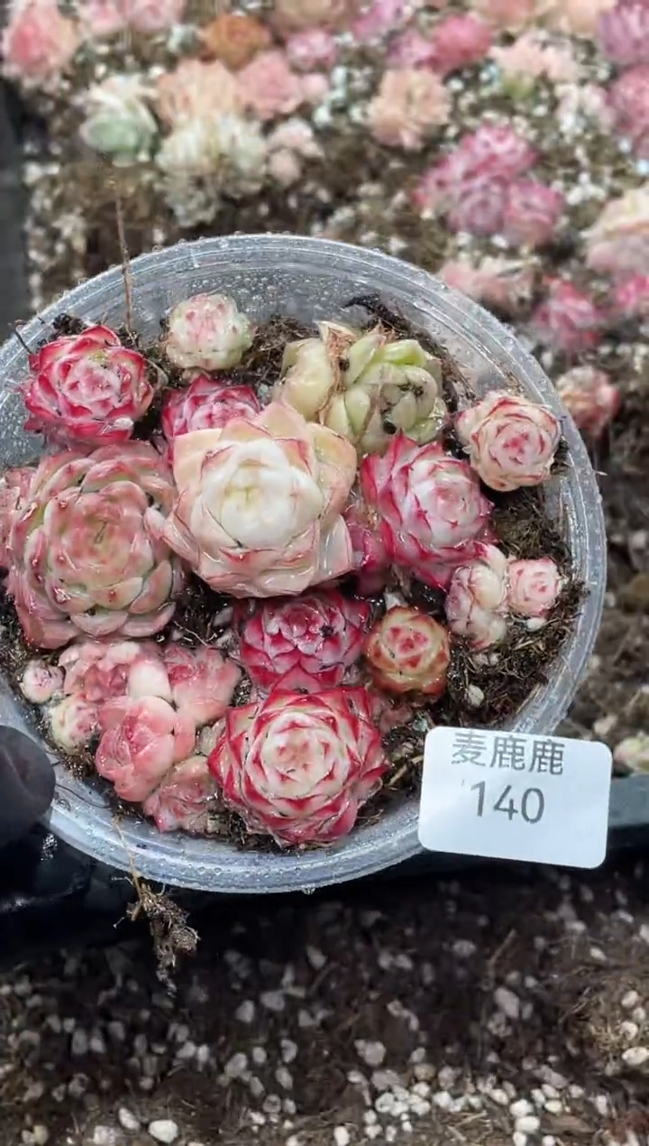 140女王优混     量拍