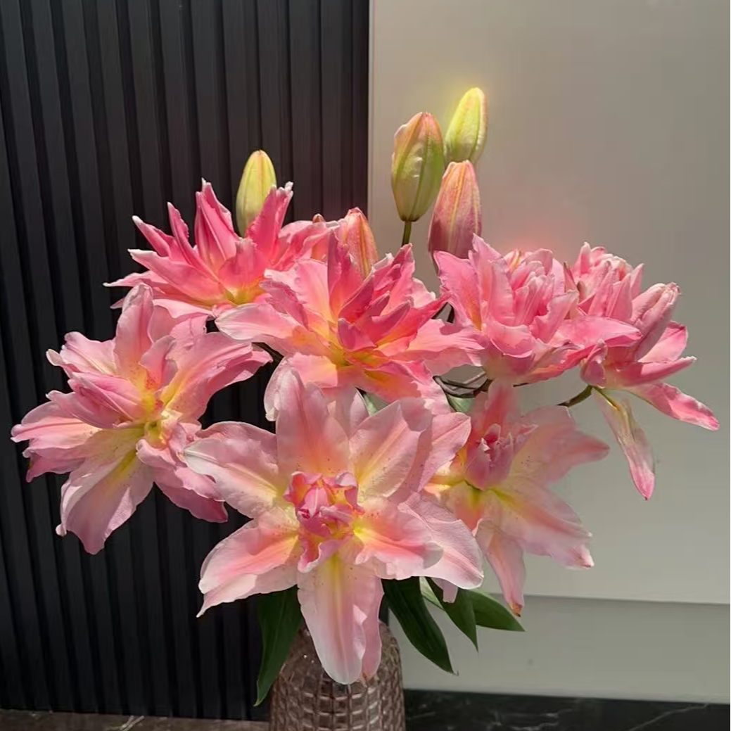 乔乔花屋 1球幸运爱神17/19cm香水重瓣百合种球 不带盆土现货