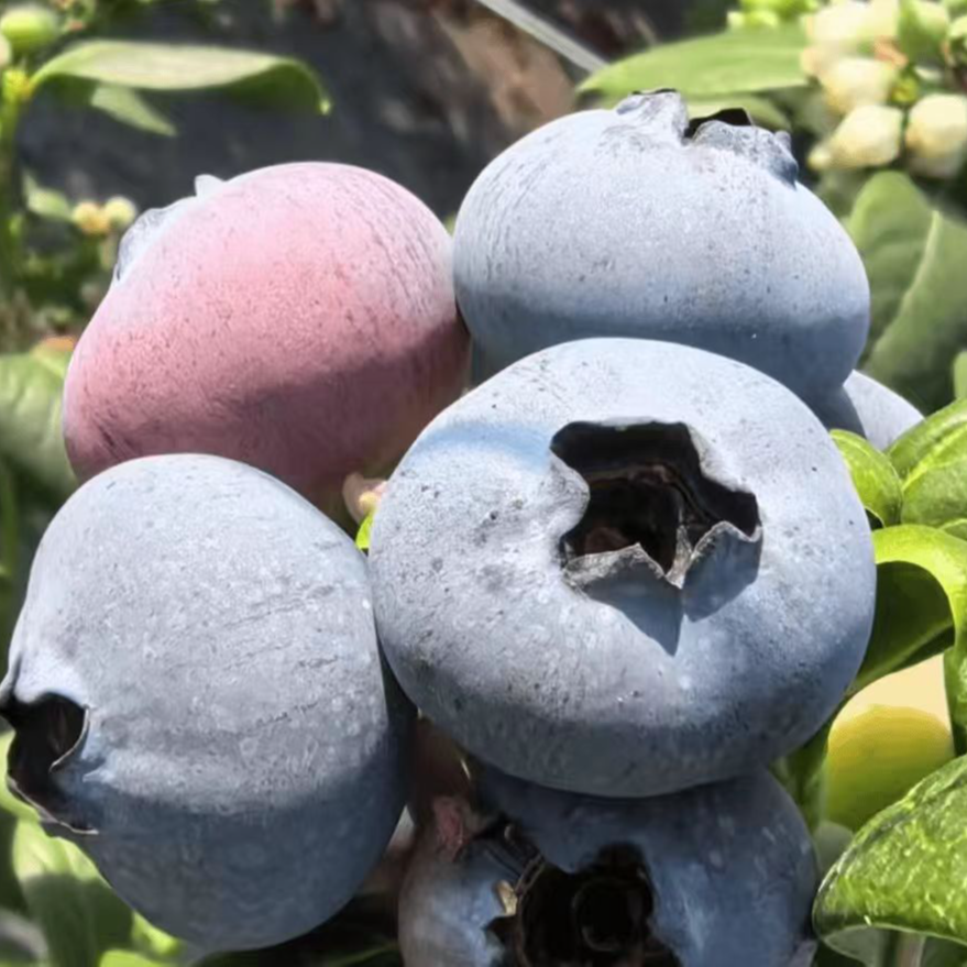 云南玉溪抚仙湖生态蓝莓一号酸甜