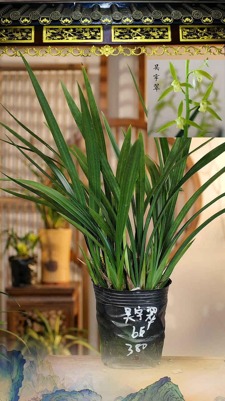 全部花苞吴字翠6花