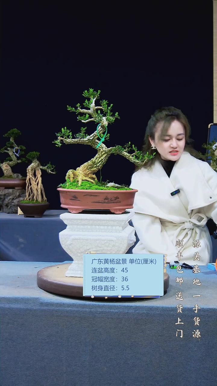 【闪购商品】雀舌黄杨盆景雀舌黄杨盆景