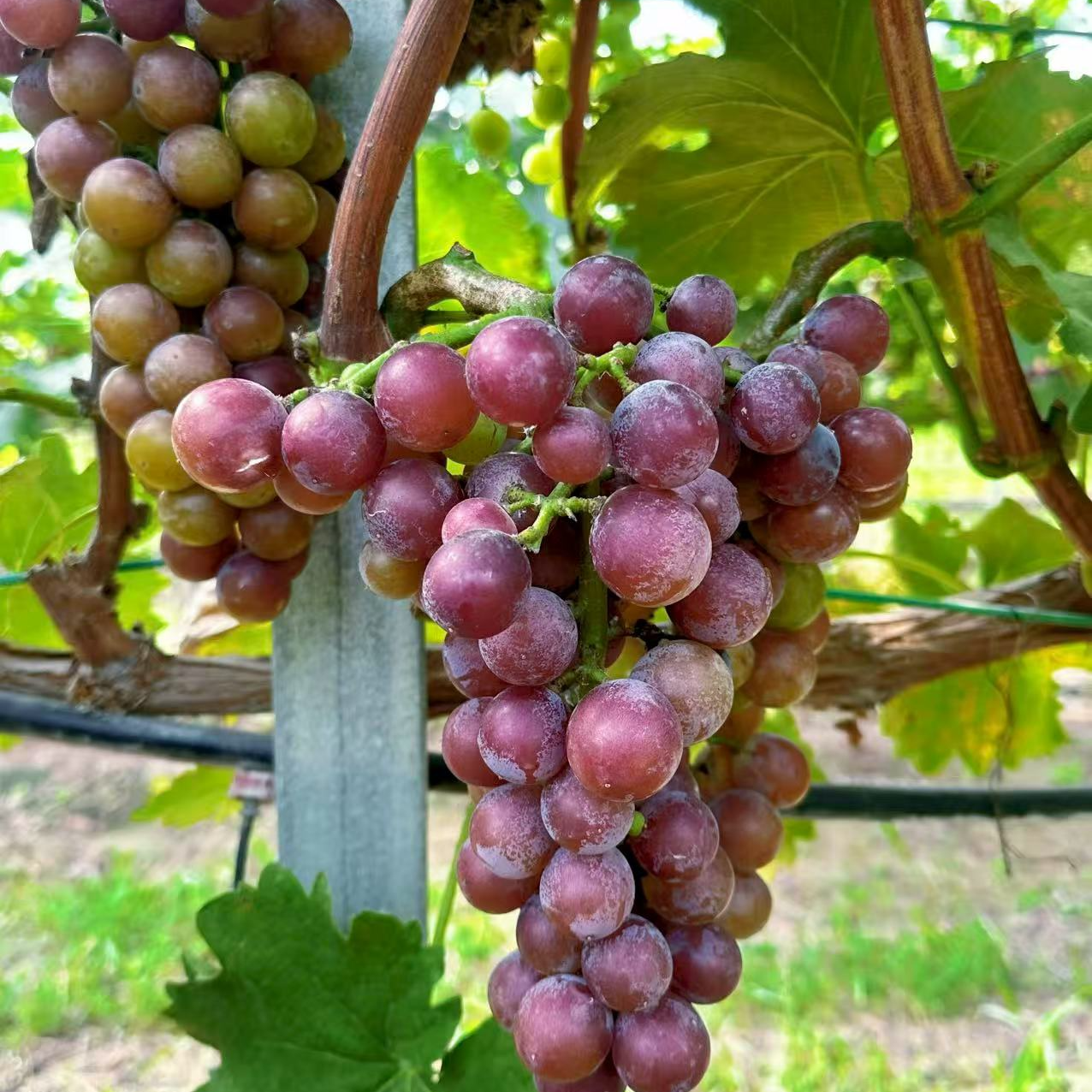 长林农庄葡萄水果（斤）京东包邮河北省