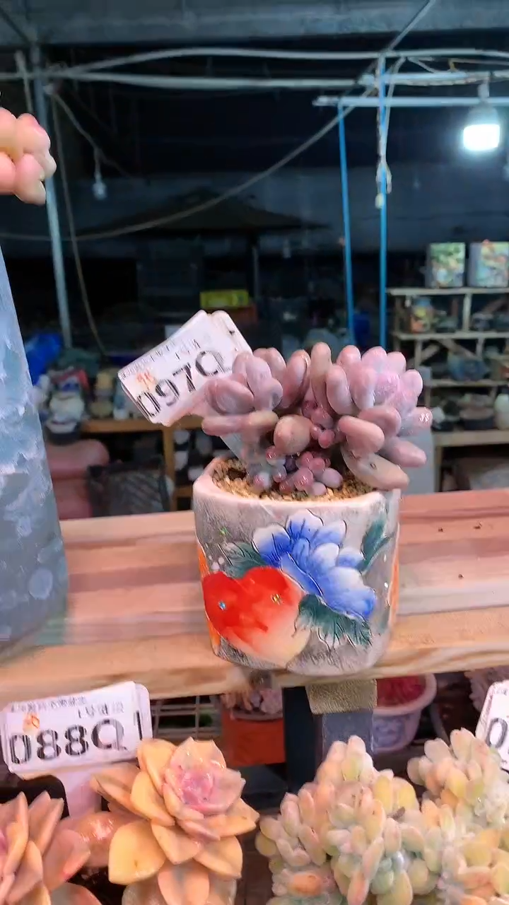 【闪购商品】097QQQ