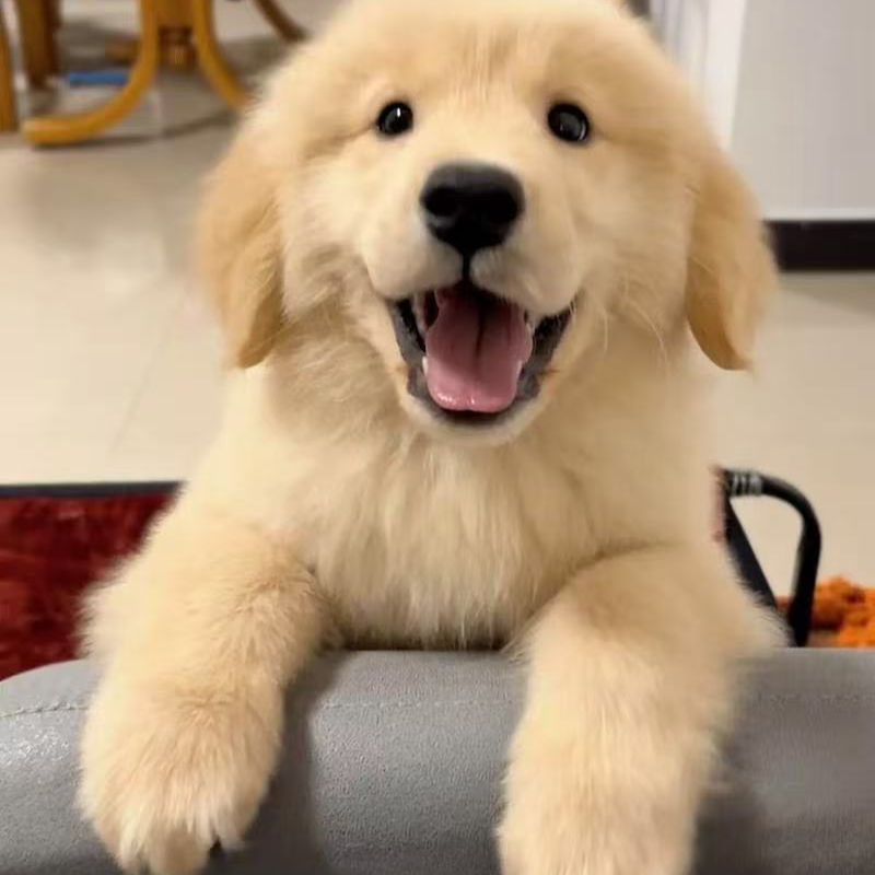 金毛金毛小奶狗小狗狗狗宠物狗萨摩耶幼犬出售