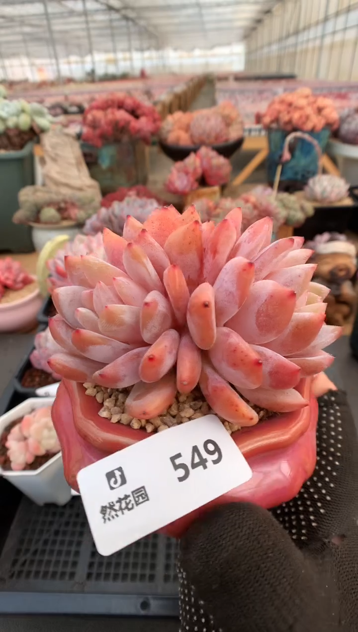 【闪购商品】549雪天使一物一拍