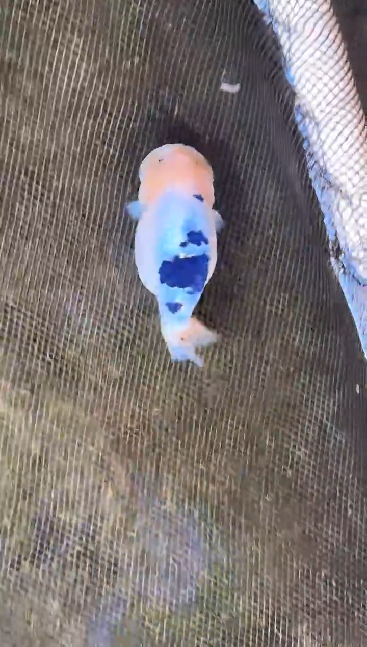 金鱼心*宝水娃娃观赏鱼兰寿金鱼  不包邮