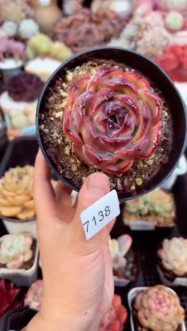 【闪购商品】7138单头黑橙多肉