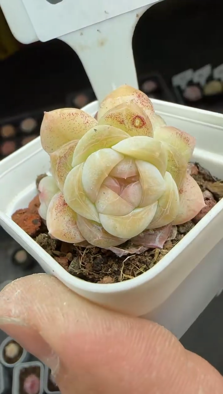 【闪购商品】一物一拍0217—51