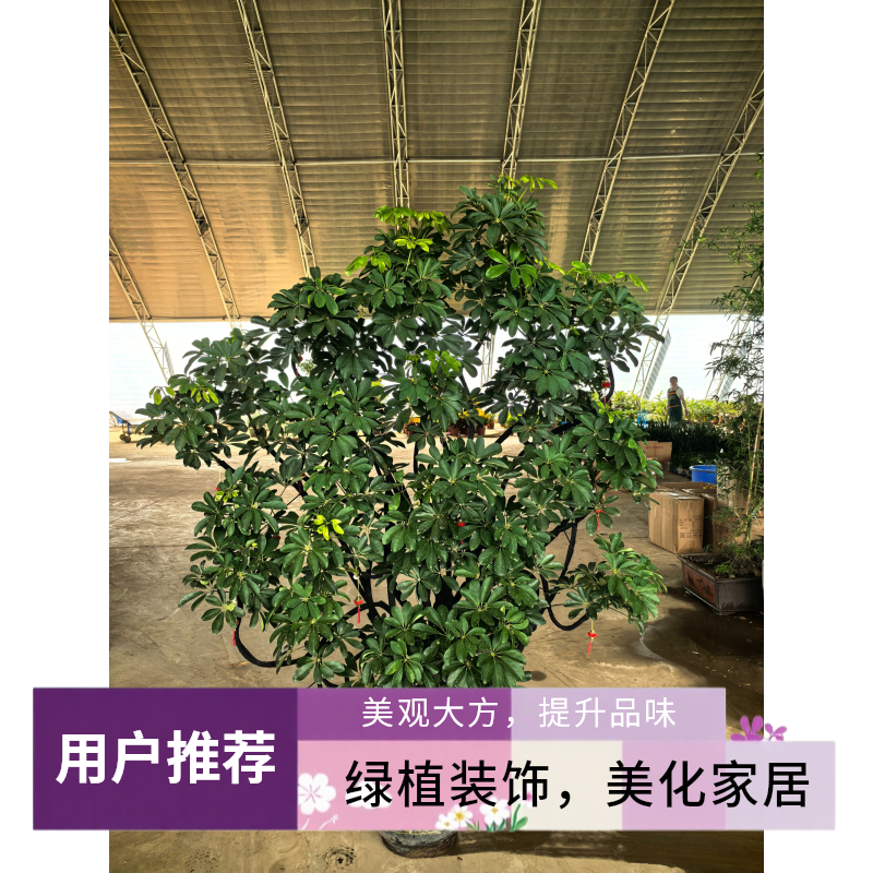 造型鸭脚木土培绿植办公室内客厅庭院装饰植物同养护招财