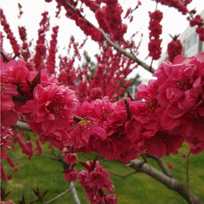 紫叶碧桃庭院别墅地栽花苗