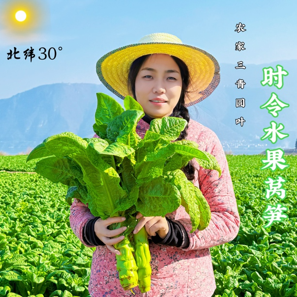四川高山农家新鲜时令三青嫩莴笋清甜香莴笋青莴笋水果莴笋包邮