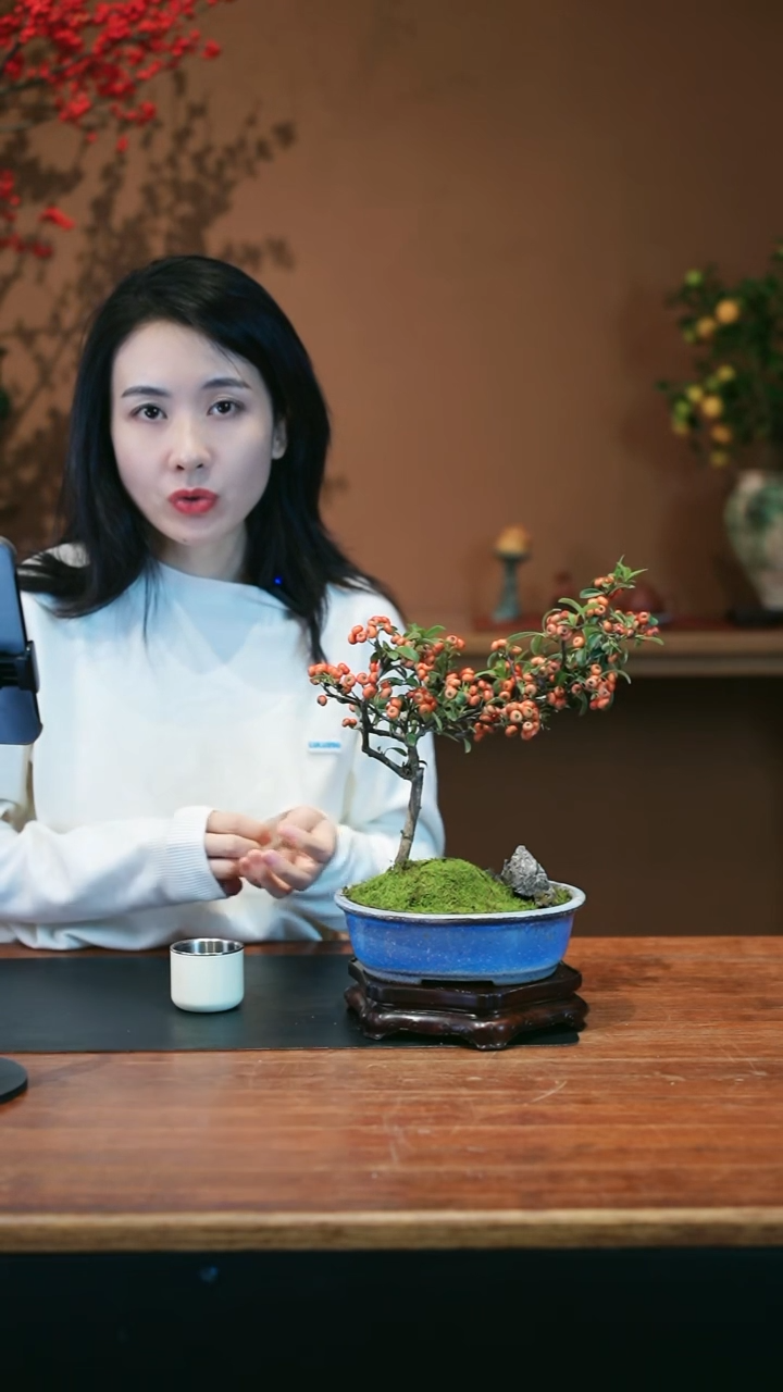 全部花朵火棘盆景盆景盆景