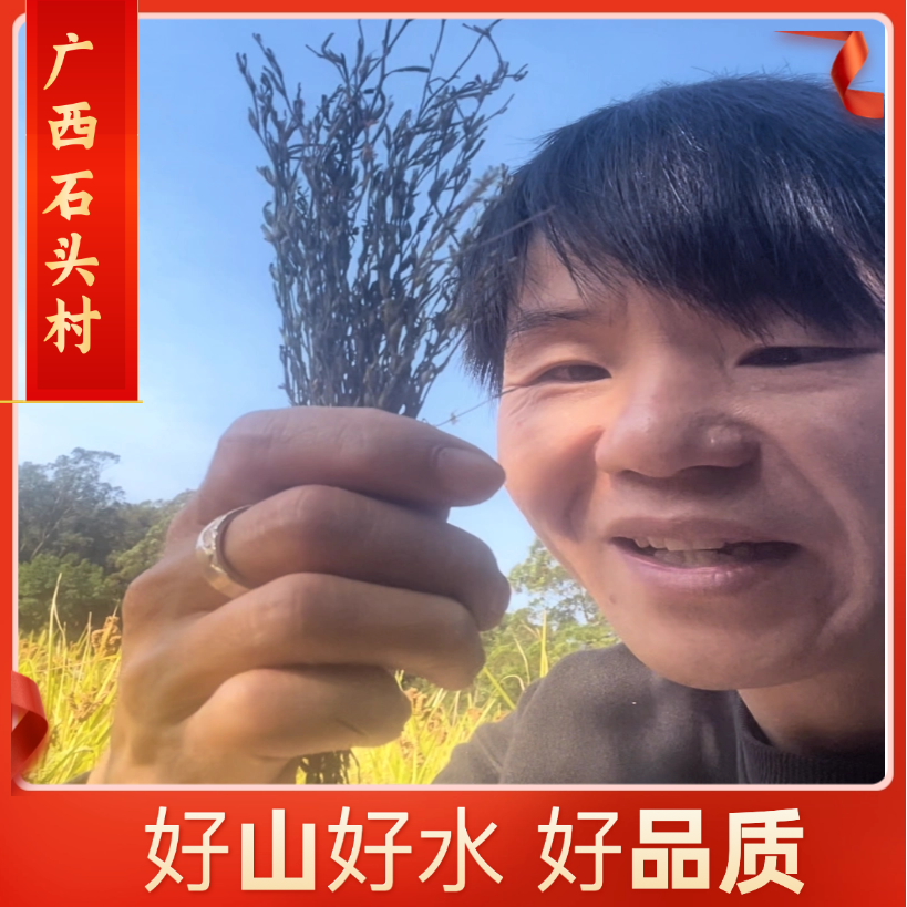 广西石头村石头哥独脚金 