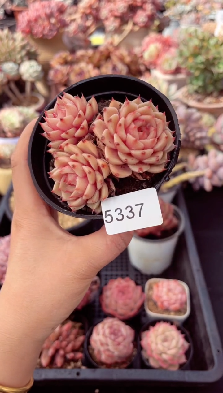 【闪购商品】5337三头苯巴迪斯多肉