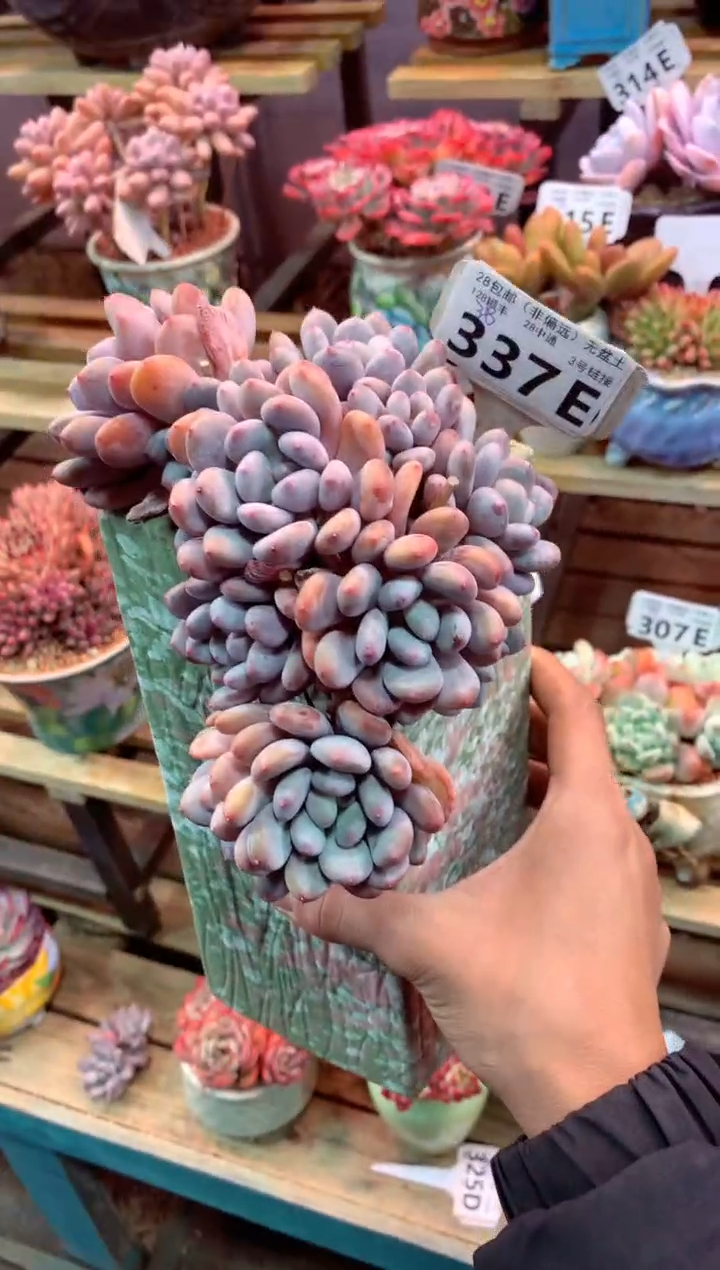 337E（一物一拍，精品多肉，w所见即所得 