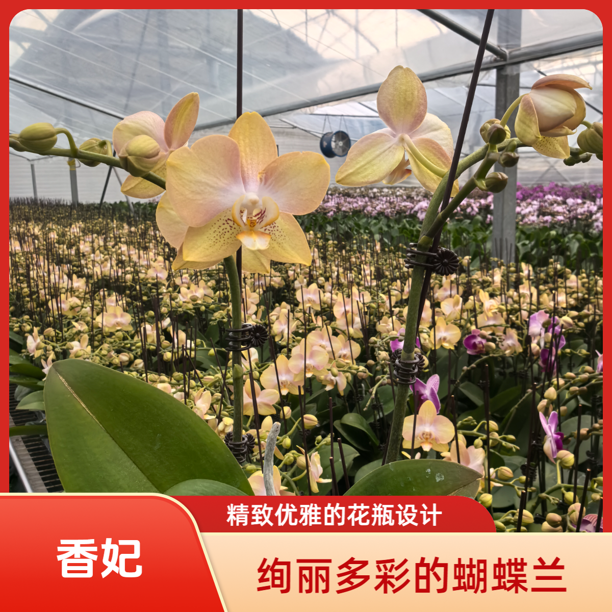 北京北郎中甄选｜精品蝴蝶兰·香妃｜顺义基地直发
