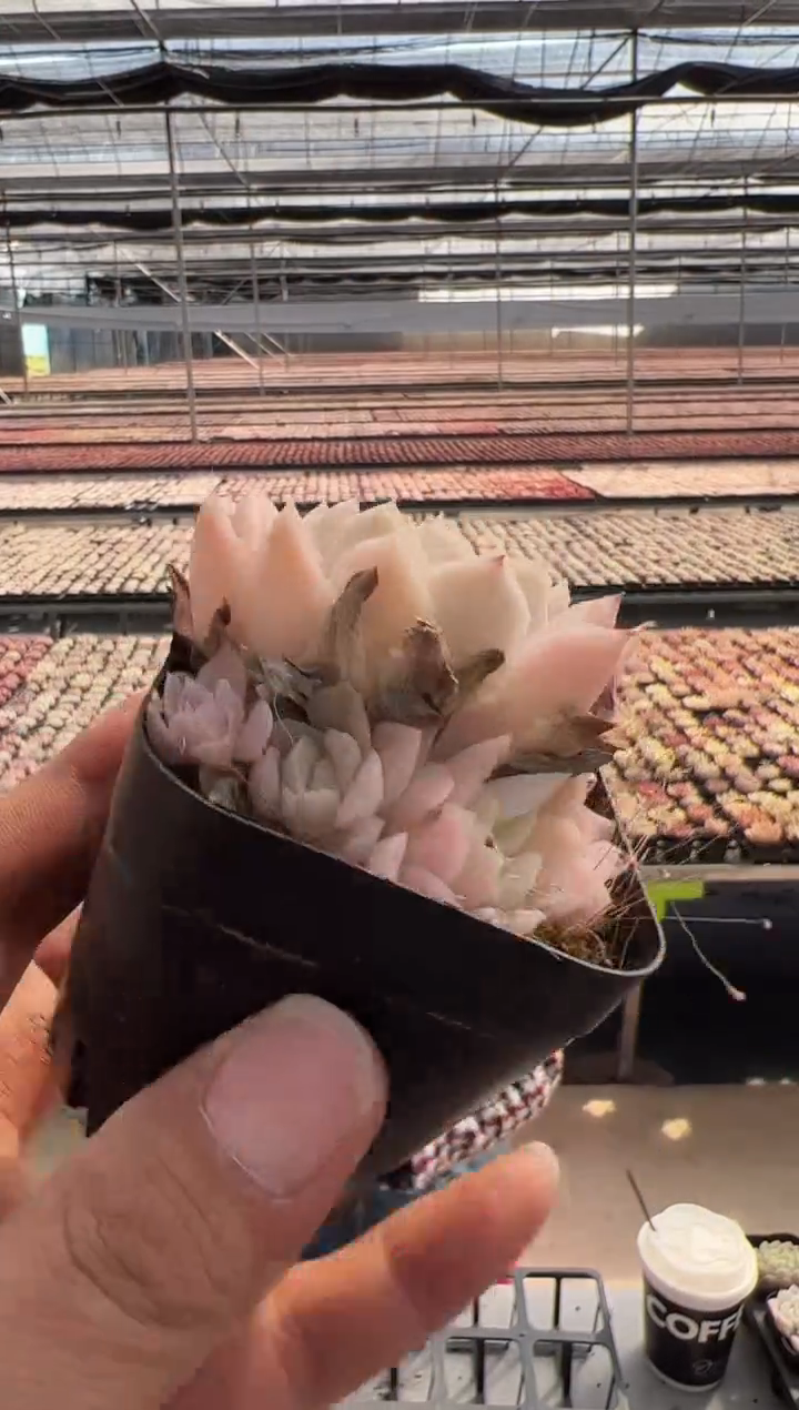 【闪购商品】新款多肉-128