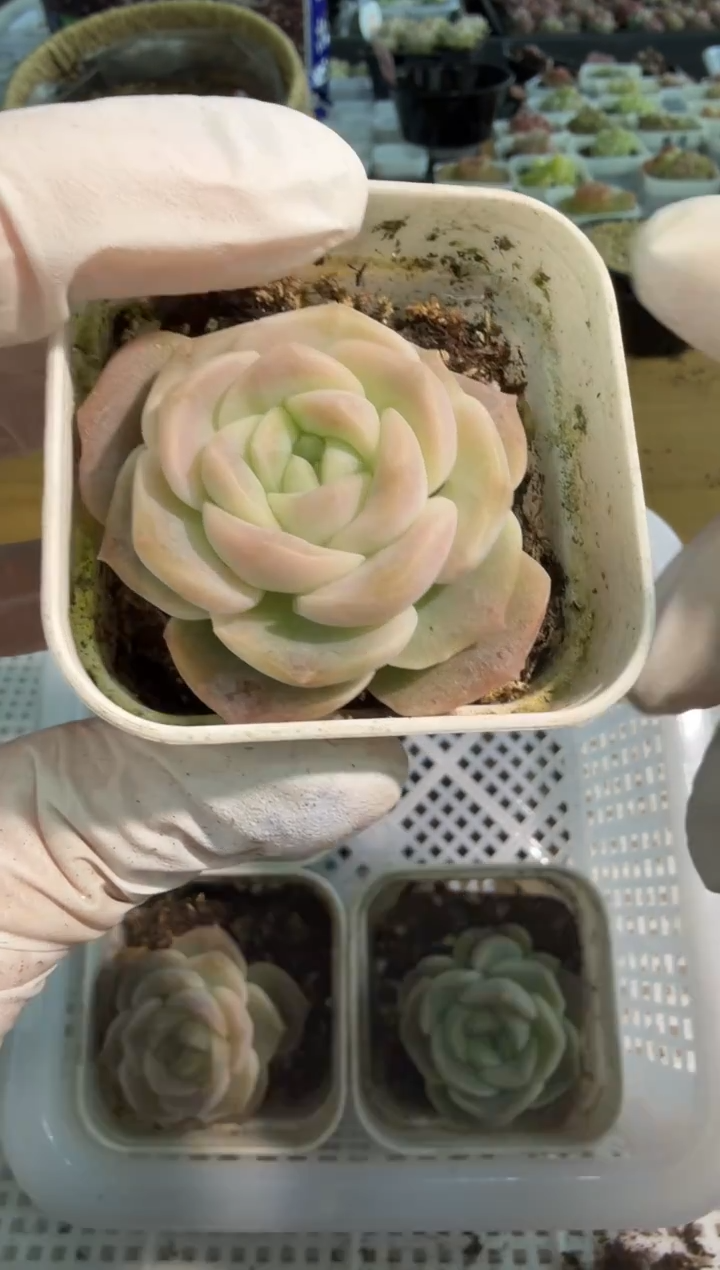 良辰五方一盆 单双混 量拍混发