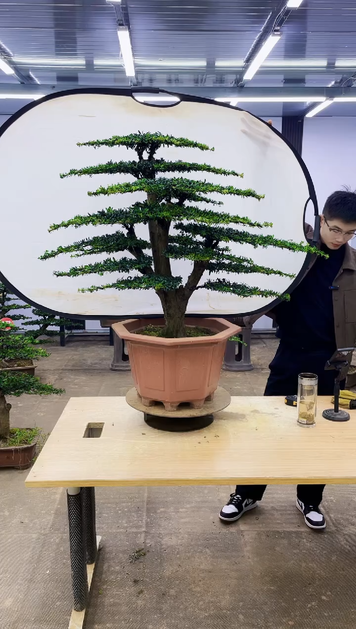 无花朵000000000000