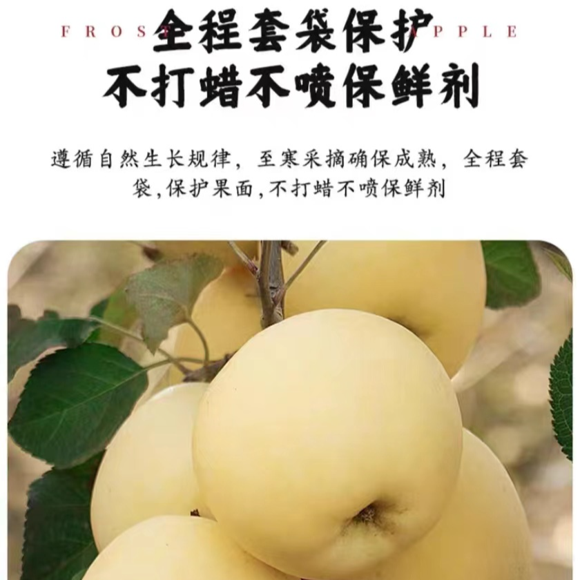 自家果园现摘现发烟台奶油黄金果