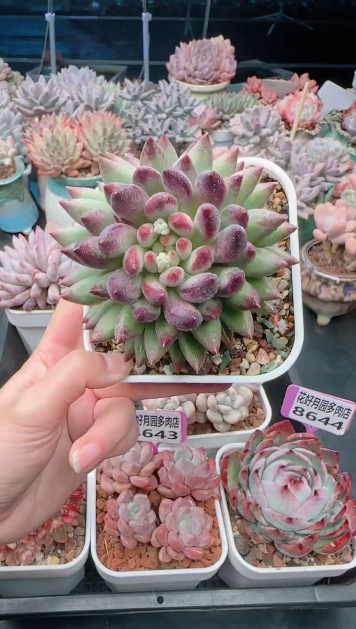 【闪购商品】8645虞美人