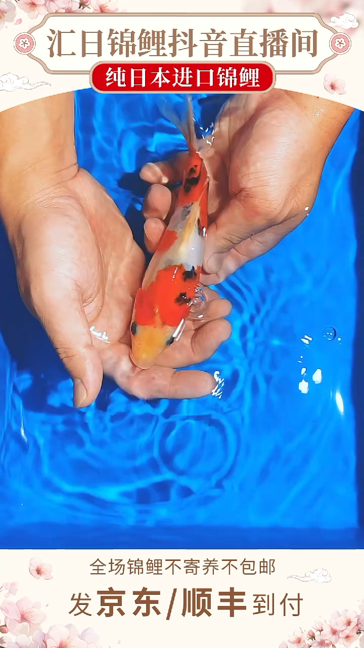 锦鲤浦川红白/大正--A02 （京东/顺丰到付）