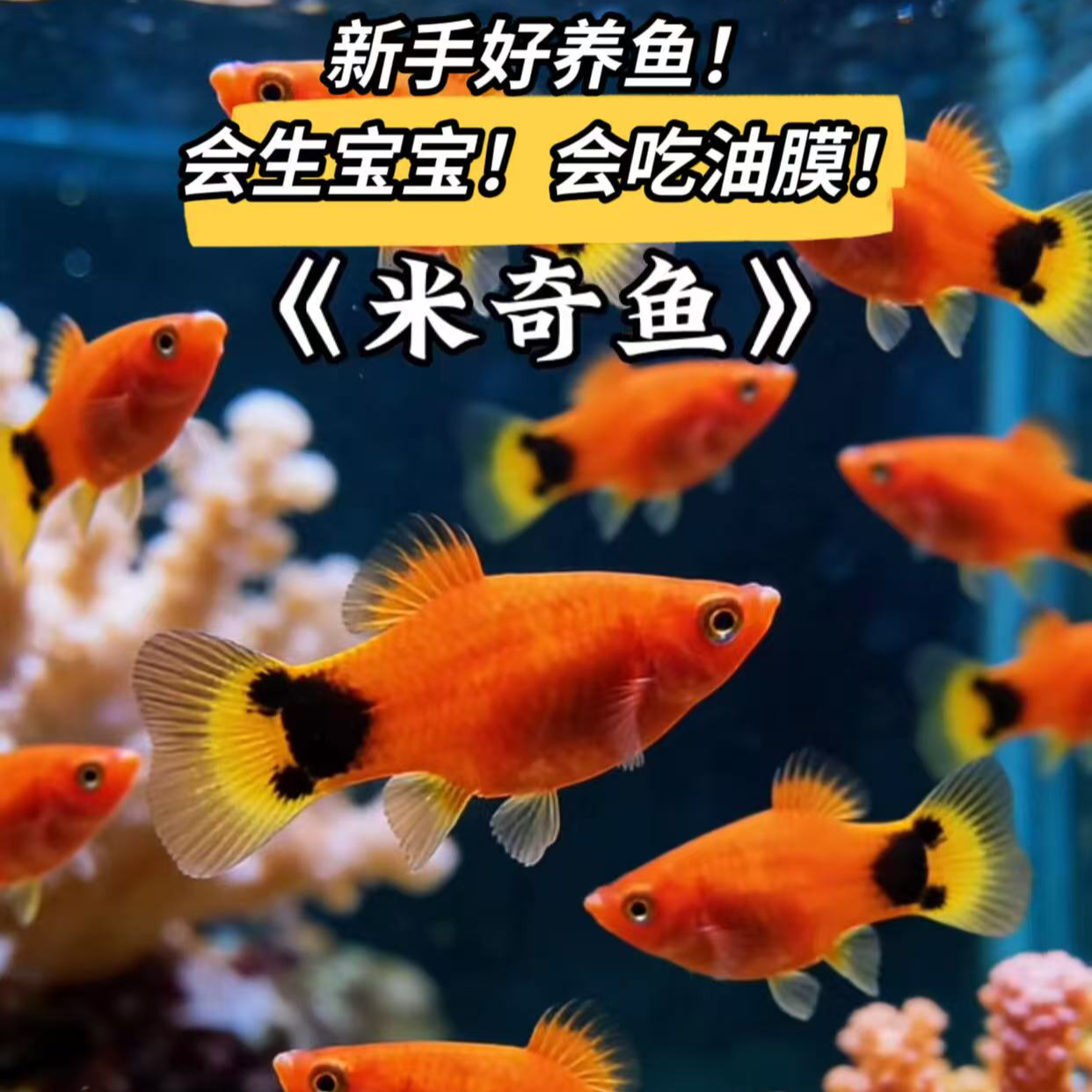 【福利25条】米奇新手好养热带观赏鱼小型活体淡水耐活胎生鱼宠物