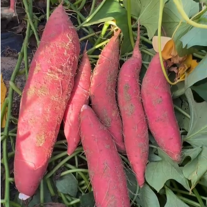 【京东中通】山东正宗烟薯糖心流油红薯5斤鲜蜜薯番薯农家沙地地