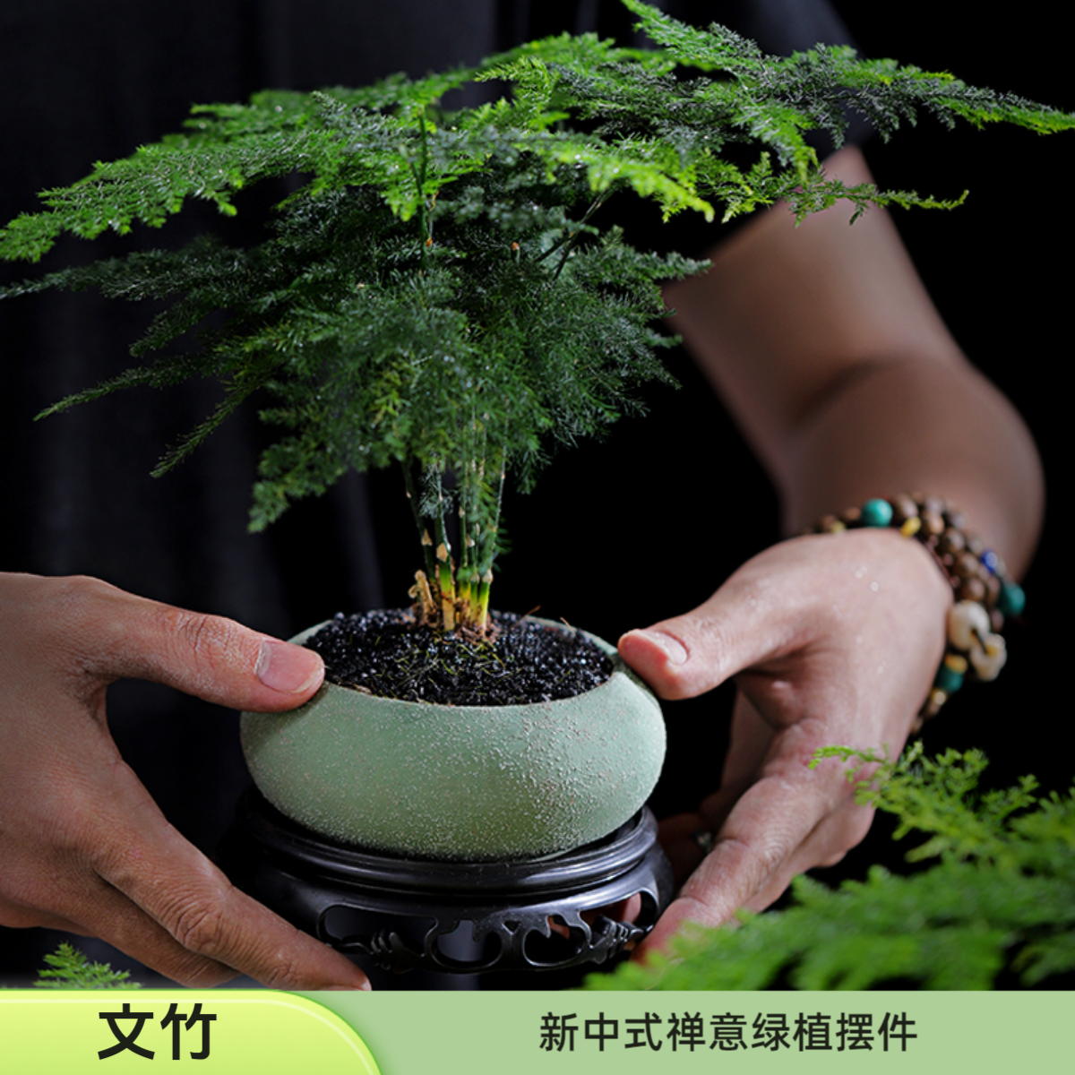 文竹室内花卉绿植办公室桌面新中式摆件盆栽优雅美观寓意禅意文雅