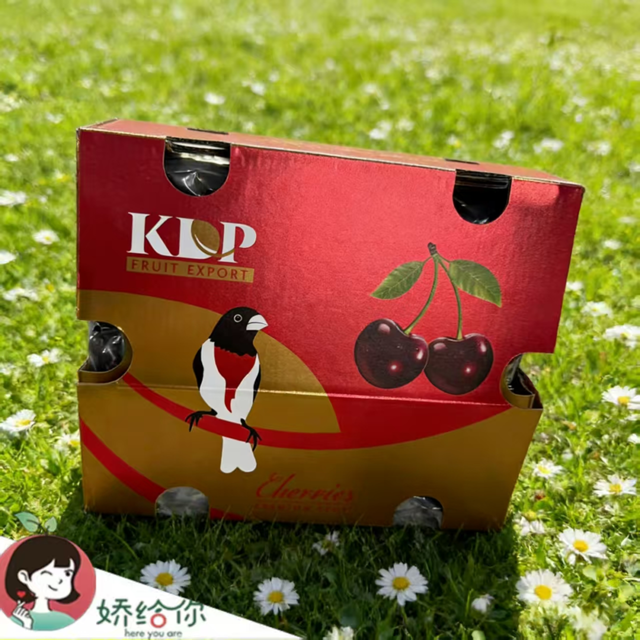 【顺丰包邮】智利空运桑提娜车厘子 3JD 2-5斤原箱 内附果径卡