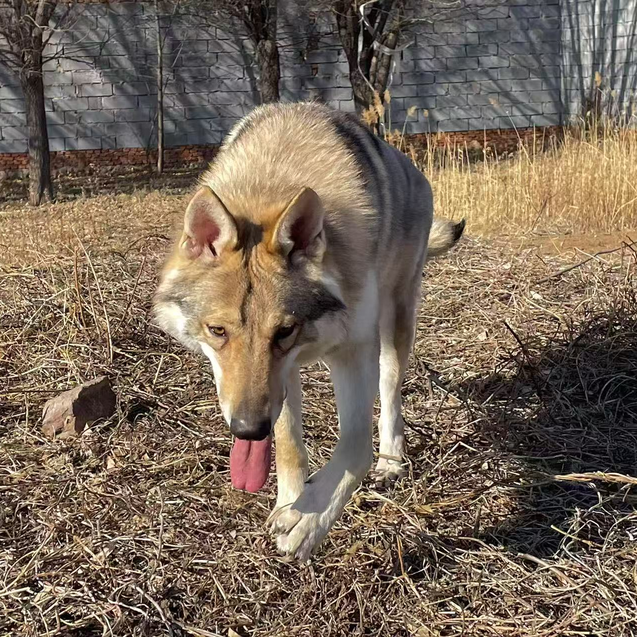 青岛老杜捷克狼犬幼犬活体